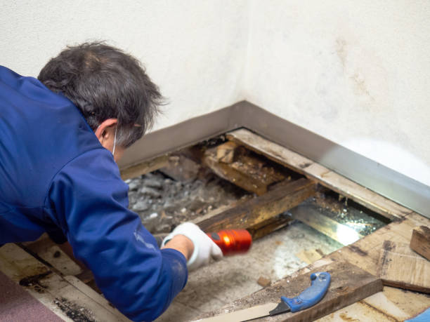 Best Black Mold Remediation in Salem, IL