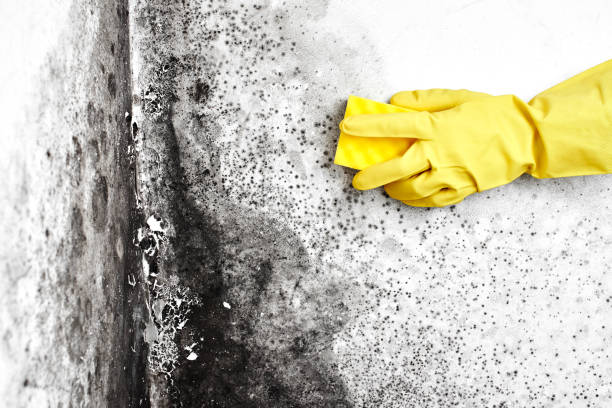 Best Bathroom Mold Remediation in Salem, IL