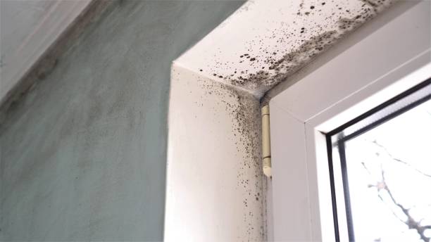 Best Health and Safety Mold Remediation in Salem, IL