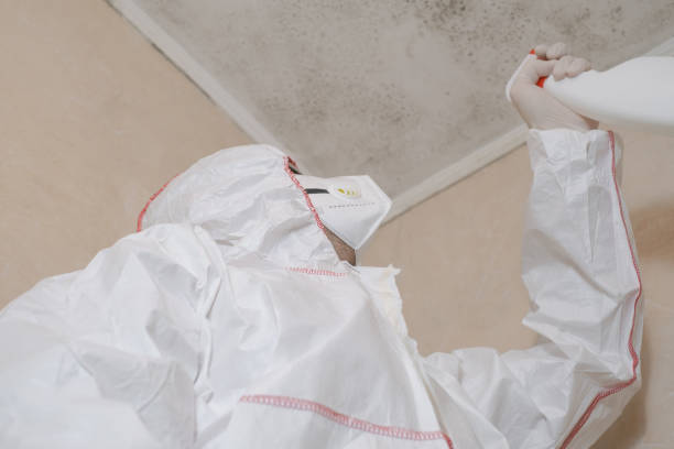 Best HVAC Mold Remediation in Salem, IL