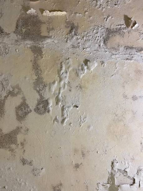 Best Insurance-Related Mold Remediation in Salem, IL