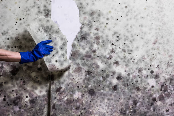 Best Localized Mold Remediation (e.g., coastal areas, humid climates) in Salem, IL
